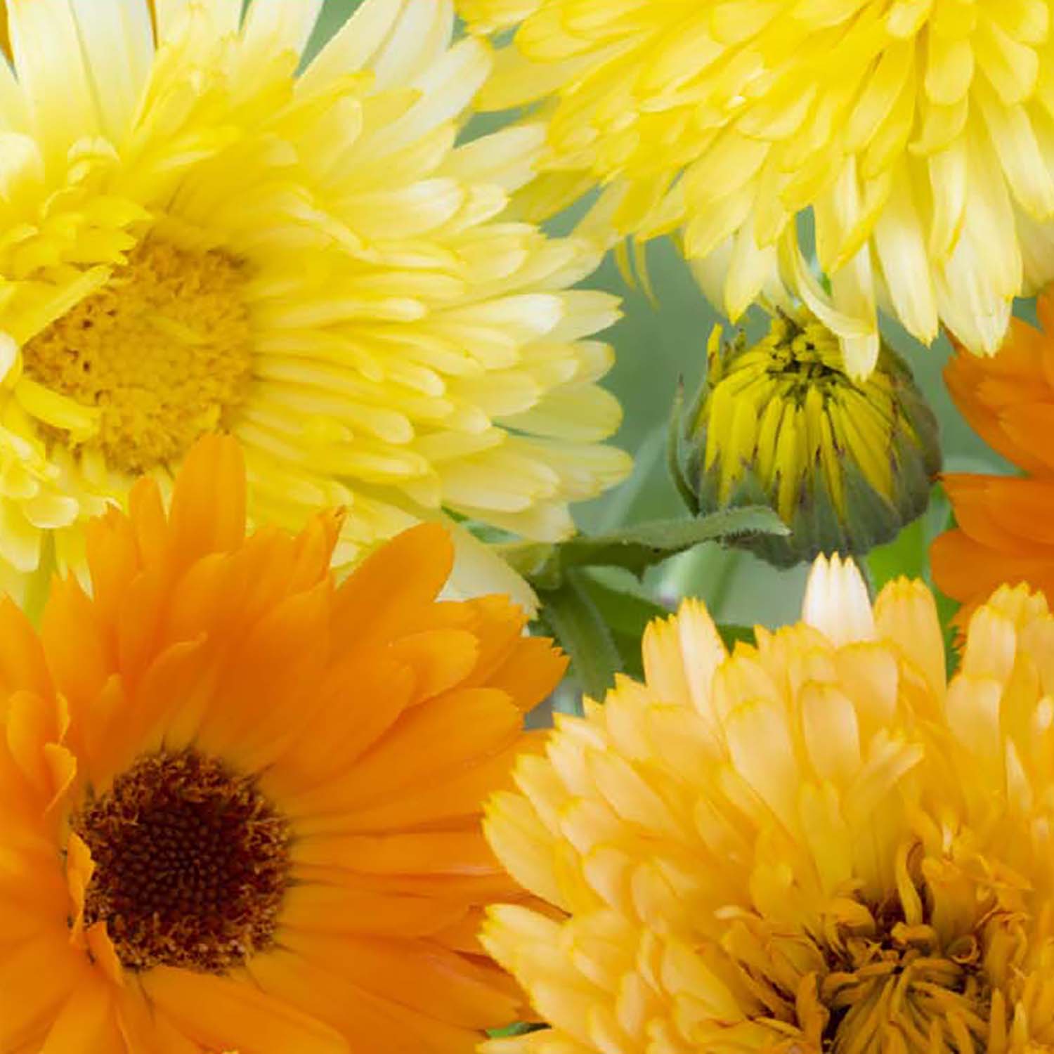 Close-up image of Calendula flowers with a range of yellow and orange petals.